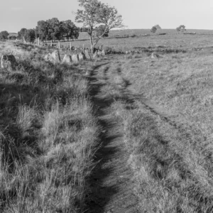 Chemin ombragé serpentant entre les hautes herbes et des pierres, menant vers un arbre solitaire sous un ciel dégagé. Une atmosphère paisible en noir et blanc capturant l'essence de la nature sauvage et intemporelle. La photo se nomme Passe à l'Ombre