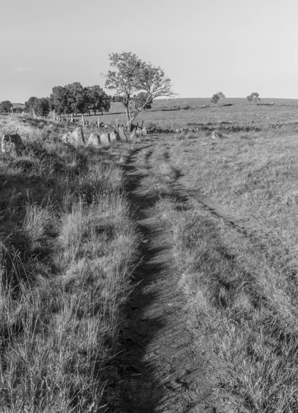 Chemin ombragé serpentant entre les hautes herbes et des pierres, menant vers un arbre solitaire sous un ciel dégagé. Une atmosphère paisible en noir et blanc capturant l'essence de la nature sauvage et intemporelle. La photo se nomme Passe à l'Ombre