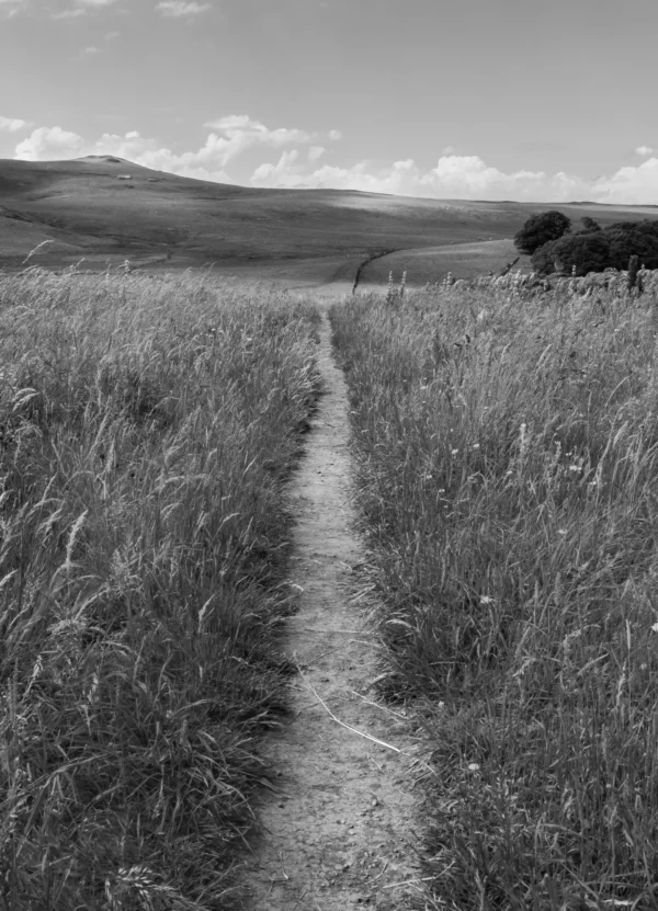 Sentier étroit traversant une prairie dense de hautes herbes, s'étendant vers des collines lointaines sous un ciel parsemé de nuages. Une vision monochrome d'un paysage ouvert et silencieux, où règne la tranquillité